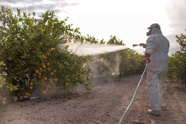 Best Affordable Exterminators  in Chauvin, LA