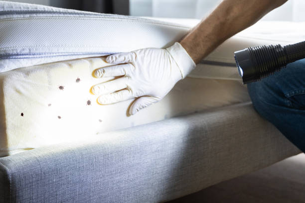 Best Residential Pest Control  in Chauvin, LA