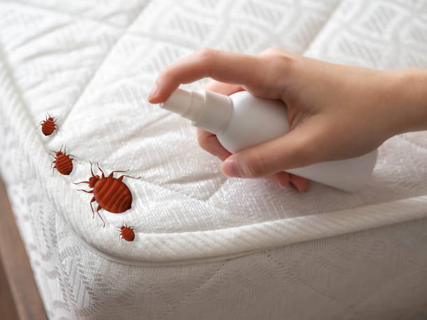 Best Pest Control Near Me  in Chauvin, LA