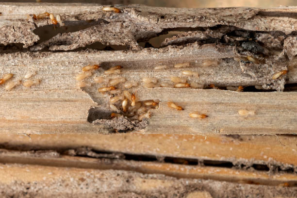 Best Pest Prevention Services  in Chauvin, LA