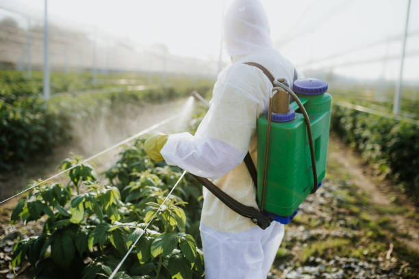 Best Bed Bug Extermination  in Chauvin, LA